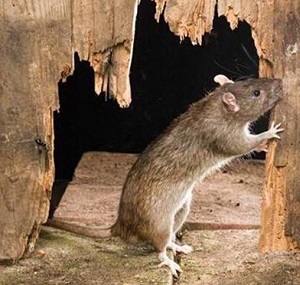 家里有老鼠怎么辦