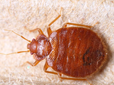 萬江殺蟲滅鼠公司有臭蟲怎樣徹底消滅？被咬用什么藥最好