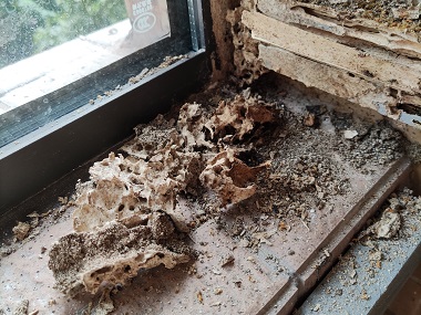 黃江滅治白蟻中心別墅居然暗藏?cái)?shù)百萬(wàn)只白蟻“窩點(diǎn)”