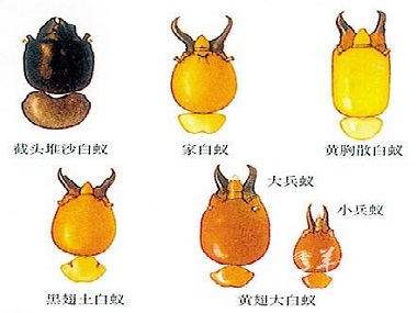 大嶺山預(yù)防白蟻公司散白蟻和家白蟻頭部有何區(qū)別