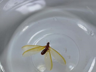 石碣預(yù)防白蟻公司洪澇過后白蟻為什么危害嚴重