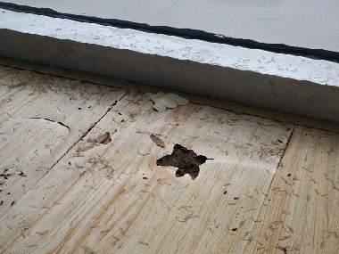 發(fā)現(xiàn)白蟻危害千萬不能驚動(dòng)它！