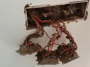 長(zhǎng)安白蟻消殺，有白蟻危害電線怎么辦