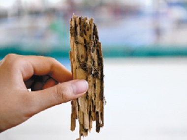 白蟻出現(xiàn)在家里，噴藥能解決根本問題嗎？