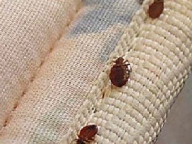 石排除蟲(chóng)滅鼠告訴你臭蟲(chóng)危害為什么很難清除