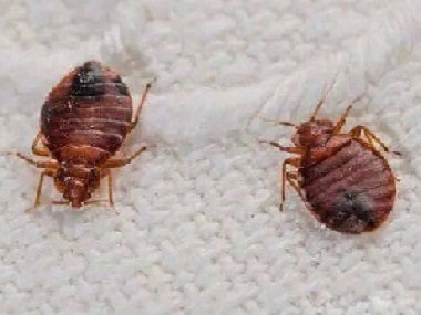 虎門滅臭蟲公司有臭蟲怎么辦，臭蟲怎么殺