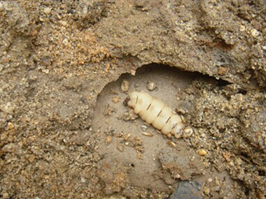 萬江驗收白蟻所專家為什么要做白蟻普查呢？