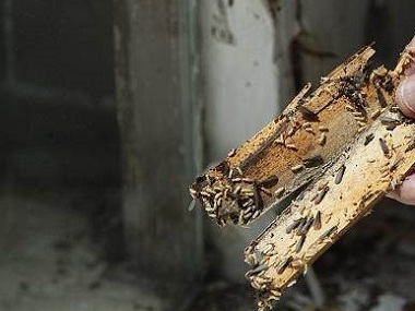東莞白蟻防治公司有沒有更好的辦法殺死白蟻