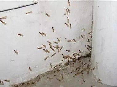 石排殺滅白蟻公司白蟻防治可盡早實施，降低白蟻危害