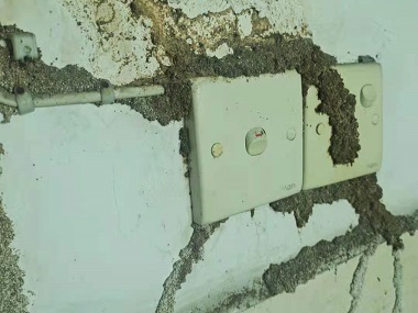 大朗白蟻消殺站除白蟻最簡單有效的方法