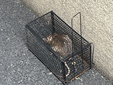 莞城除四害機構(gòu)工廠該如何有效滅老鼠