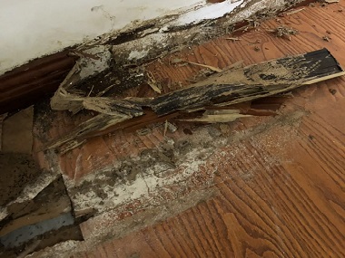 莞城白蟻消殺機(jī)構(gòu)“白蟻”入侵,能用殺蟲(chóng)劑嗎？